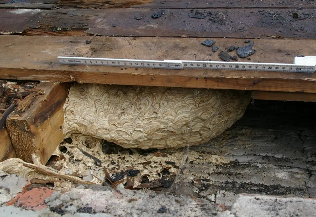 Wasp Nest