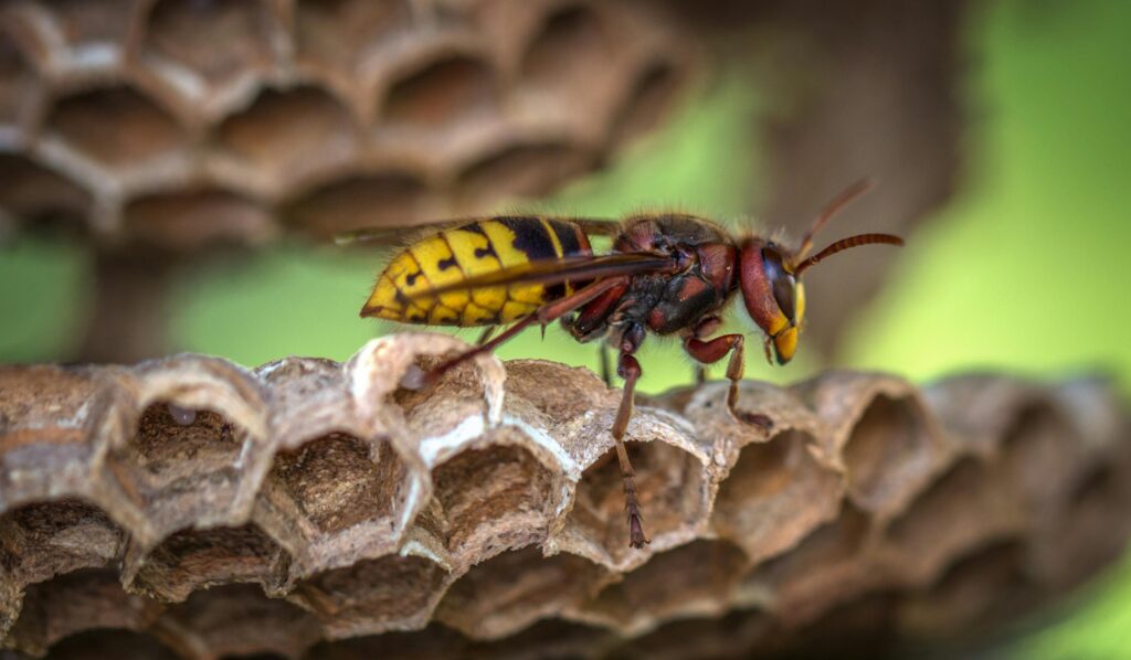 Wasp Nest Removal in Yapton